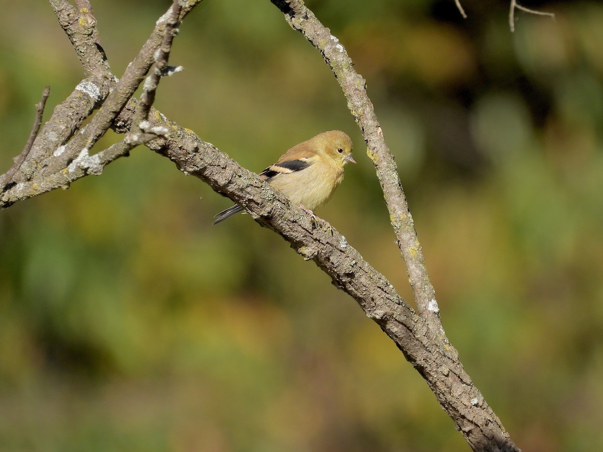 American Goldfinch - ML642763939