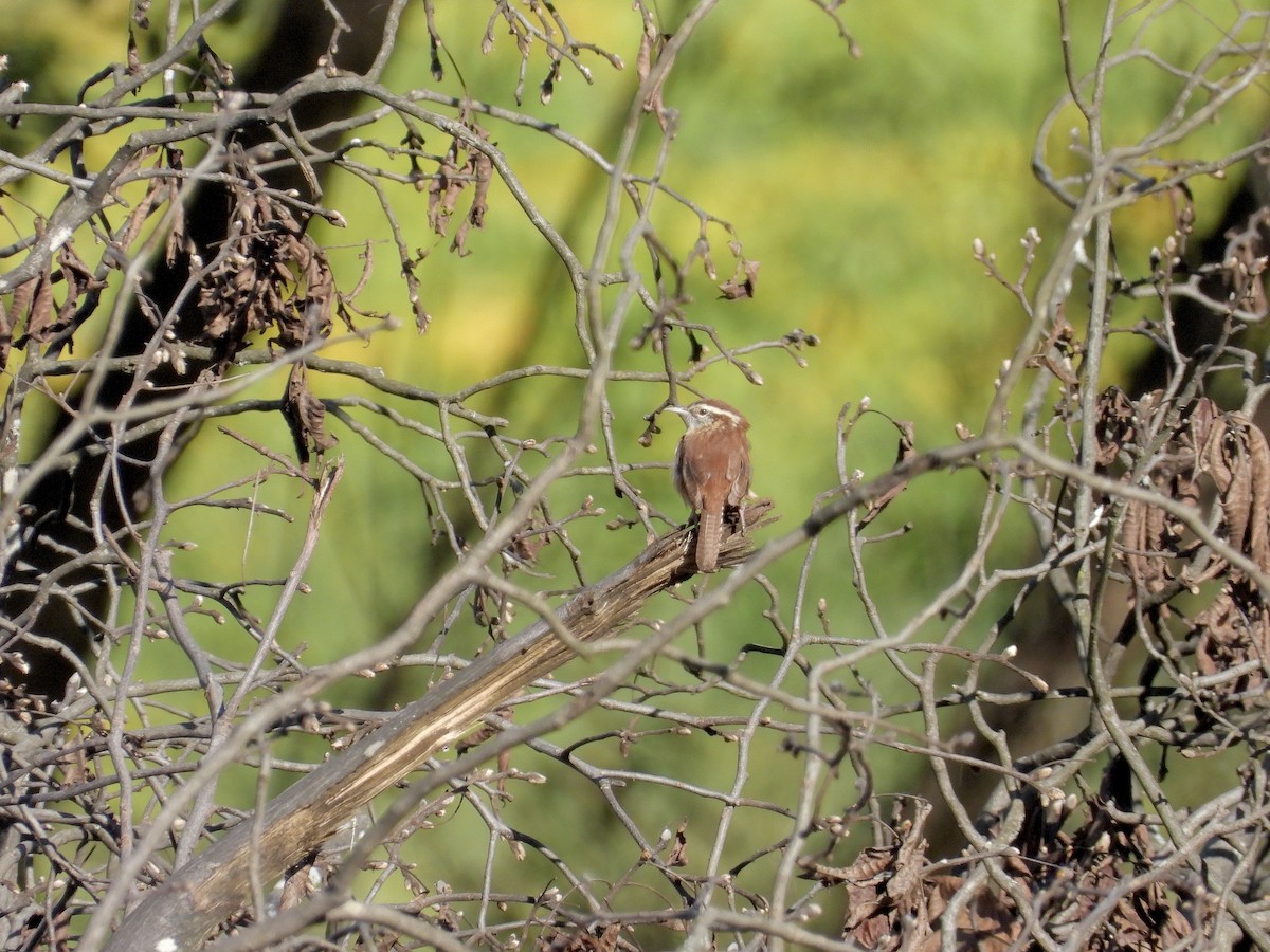 Carolina Wren - ML642763945