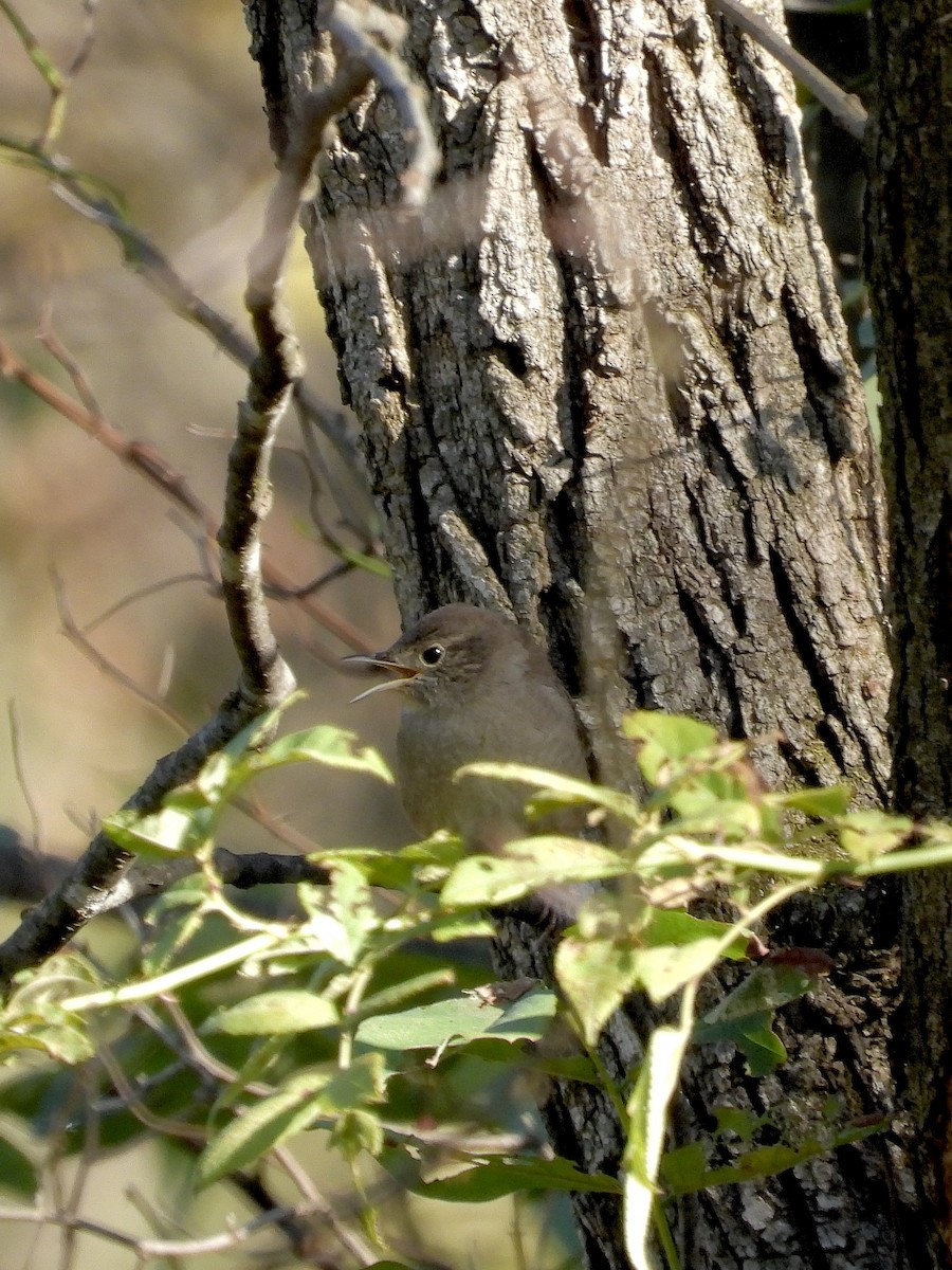 Northern House Wren - ML642763948
