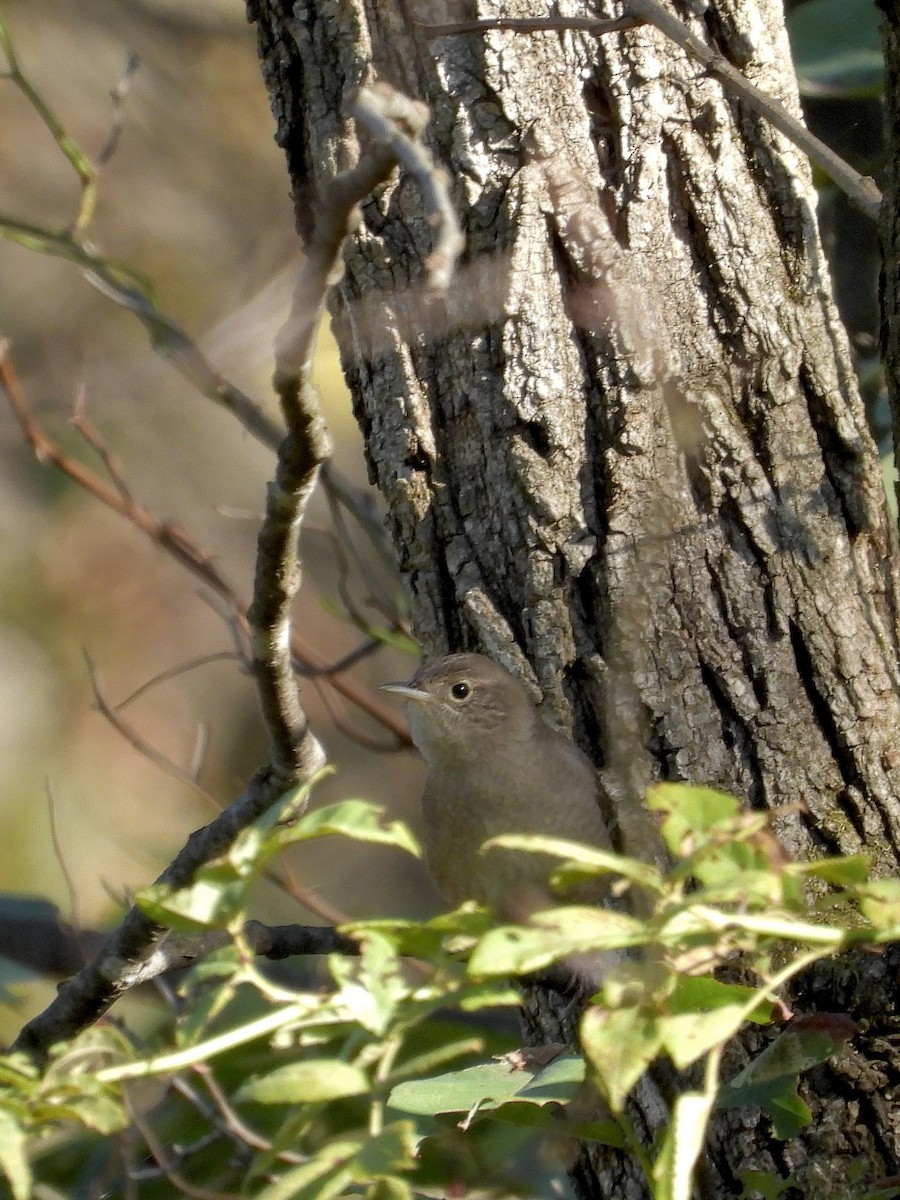 Northern House Wren - ML642763949