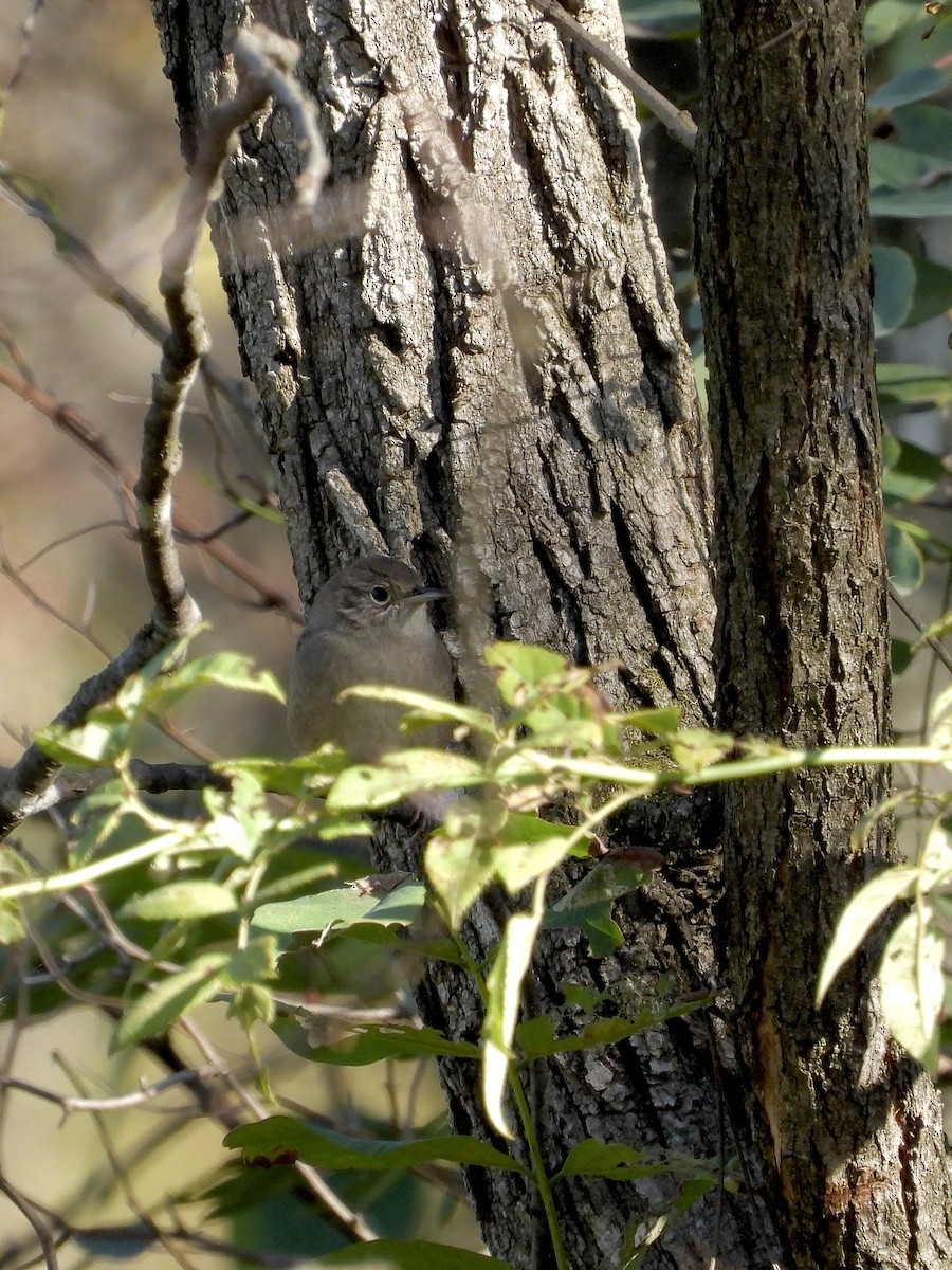 Northern House Wren - ML642763950
