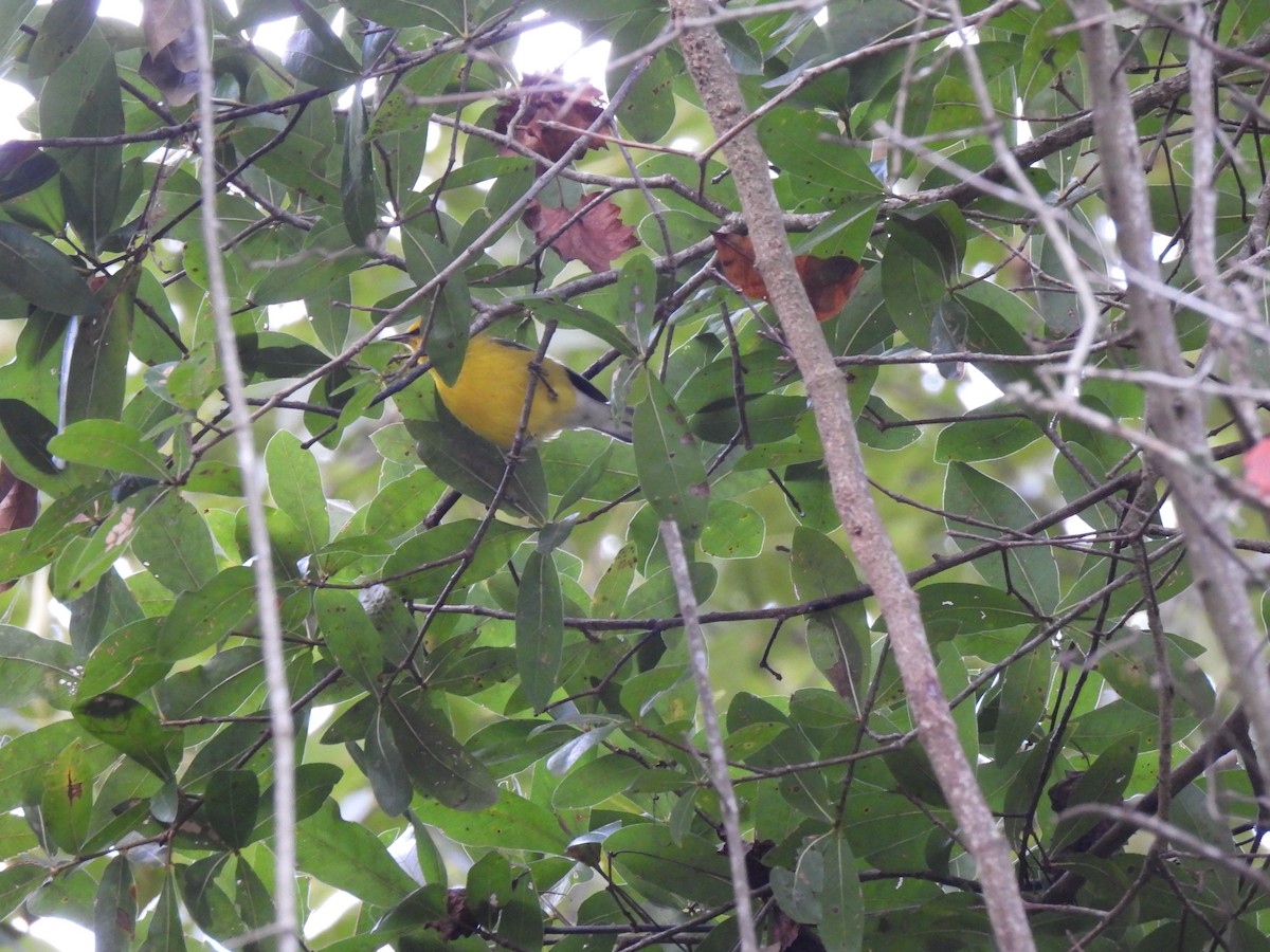 Blue-winged Warbler - ML642763952