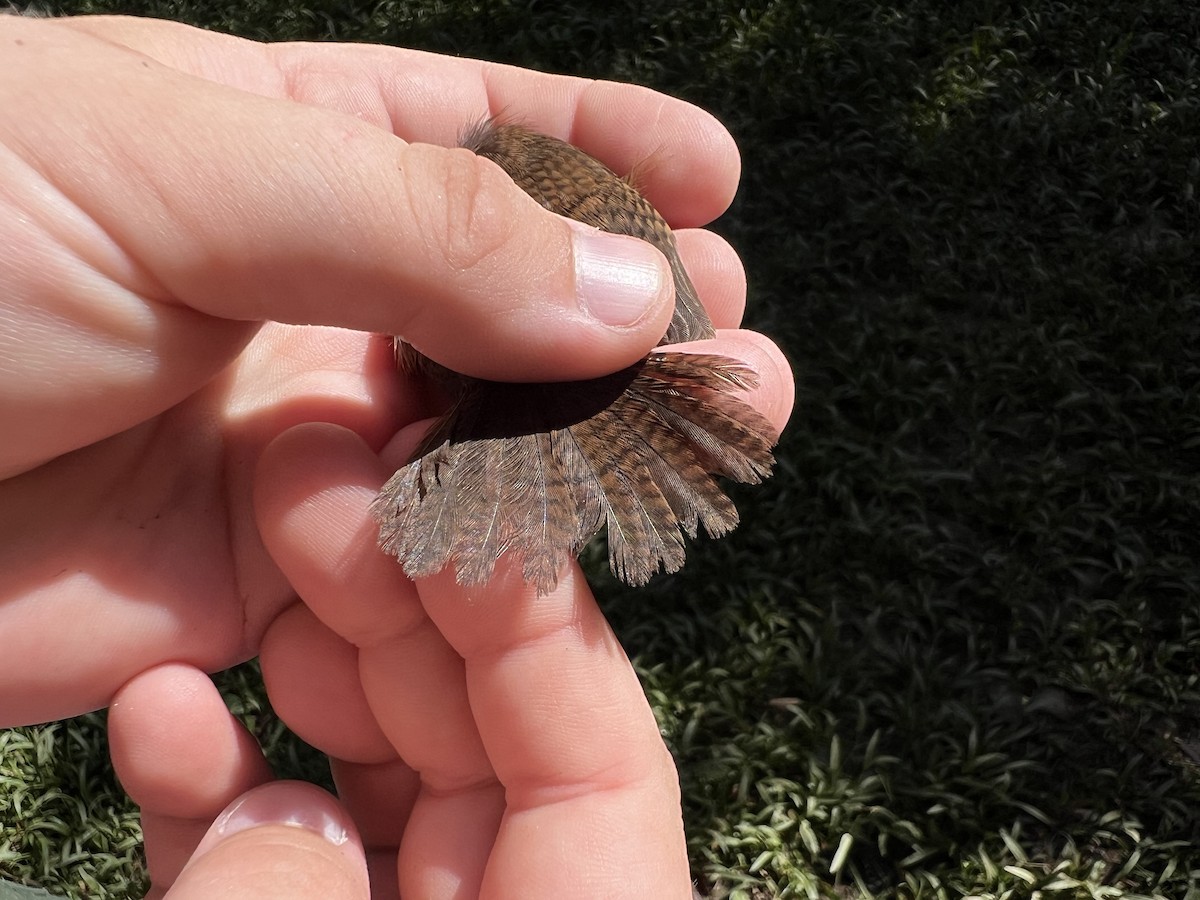 Southern House Wren - ML642763954