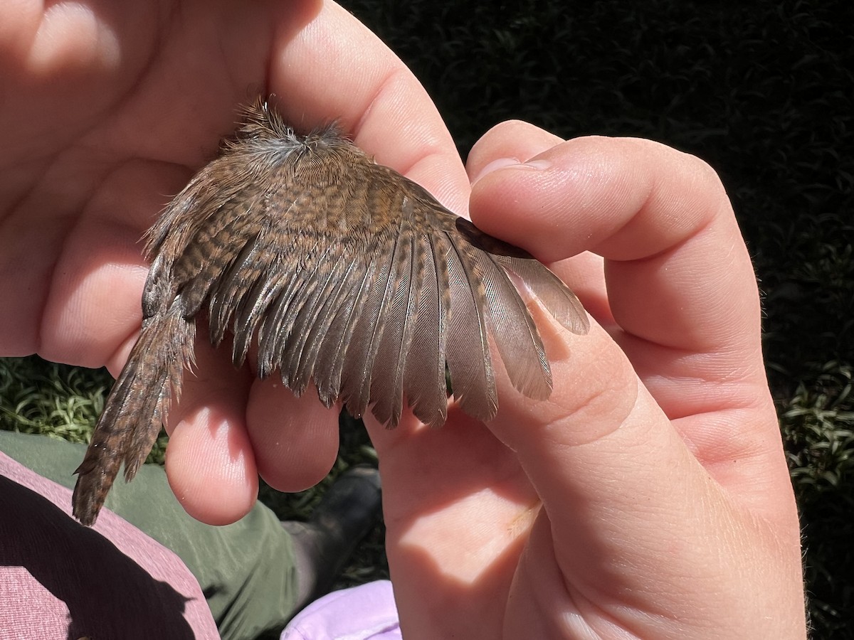 Southern House Wren - ML642763955