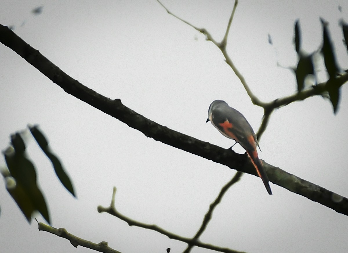 Rosy Minivet - ML642763961