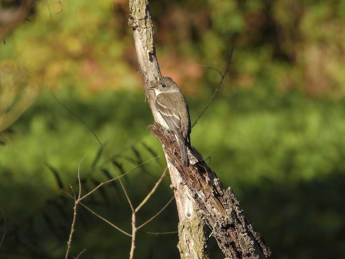 Eastern Wood-Pewee - ML642763962