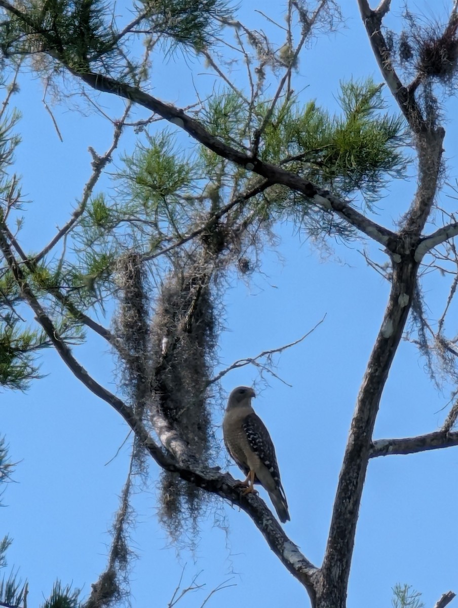 Red-shouldered Hawk - ML642763964