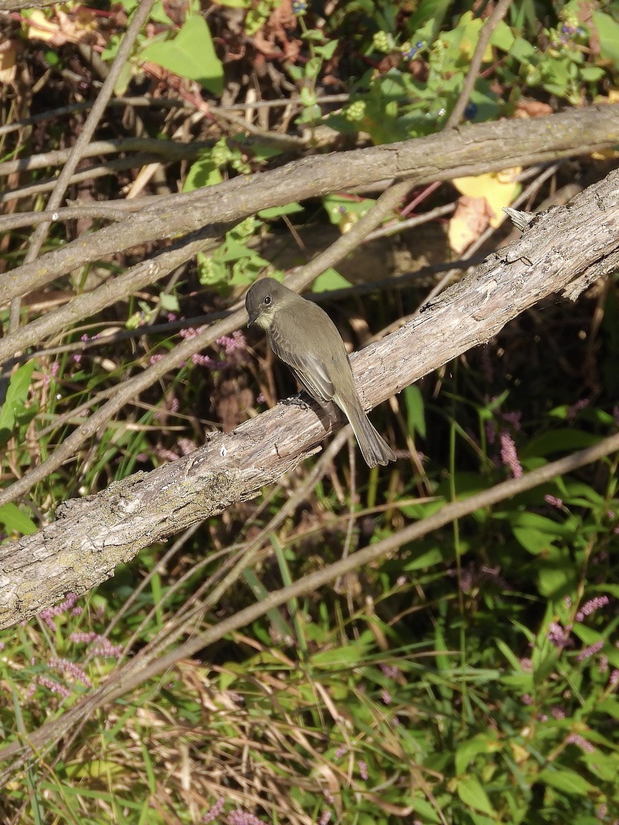 Eastern Phoebe - ML642763968