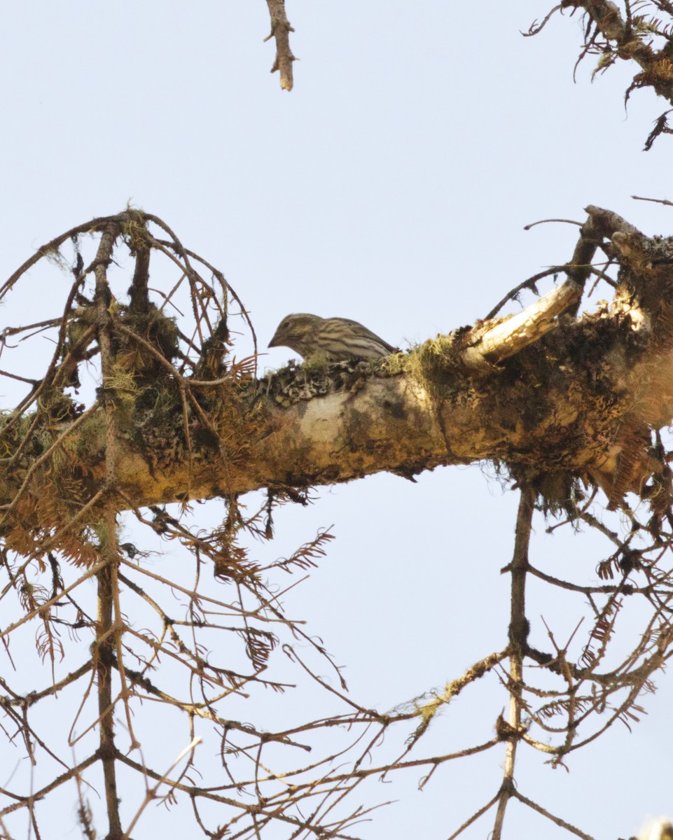 Cassin's Finch - ML642763975