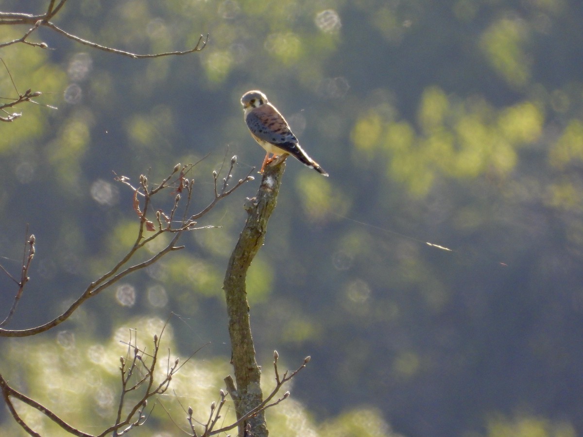 American Kestrel - ML642763978