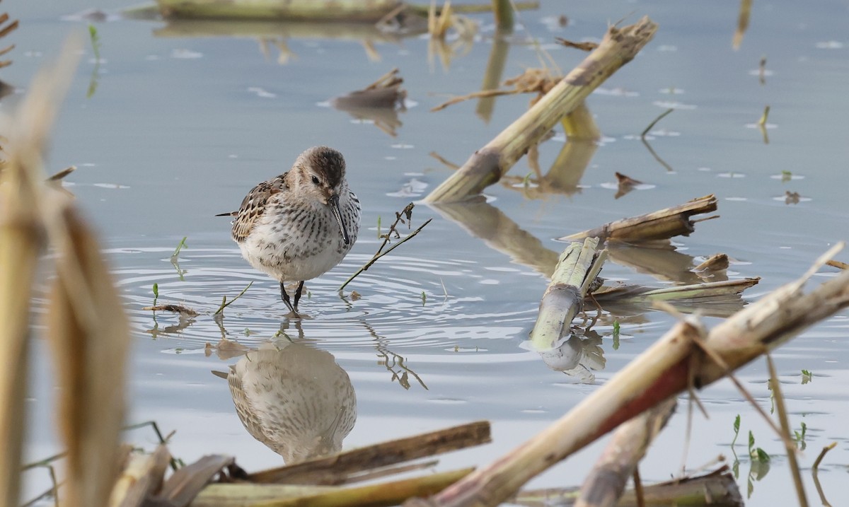 Dunlin - ML642763986