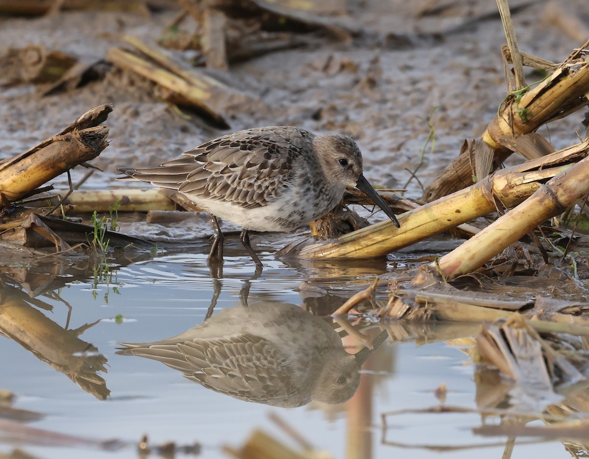 Dunlin - ML642763987