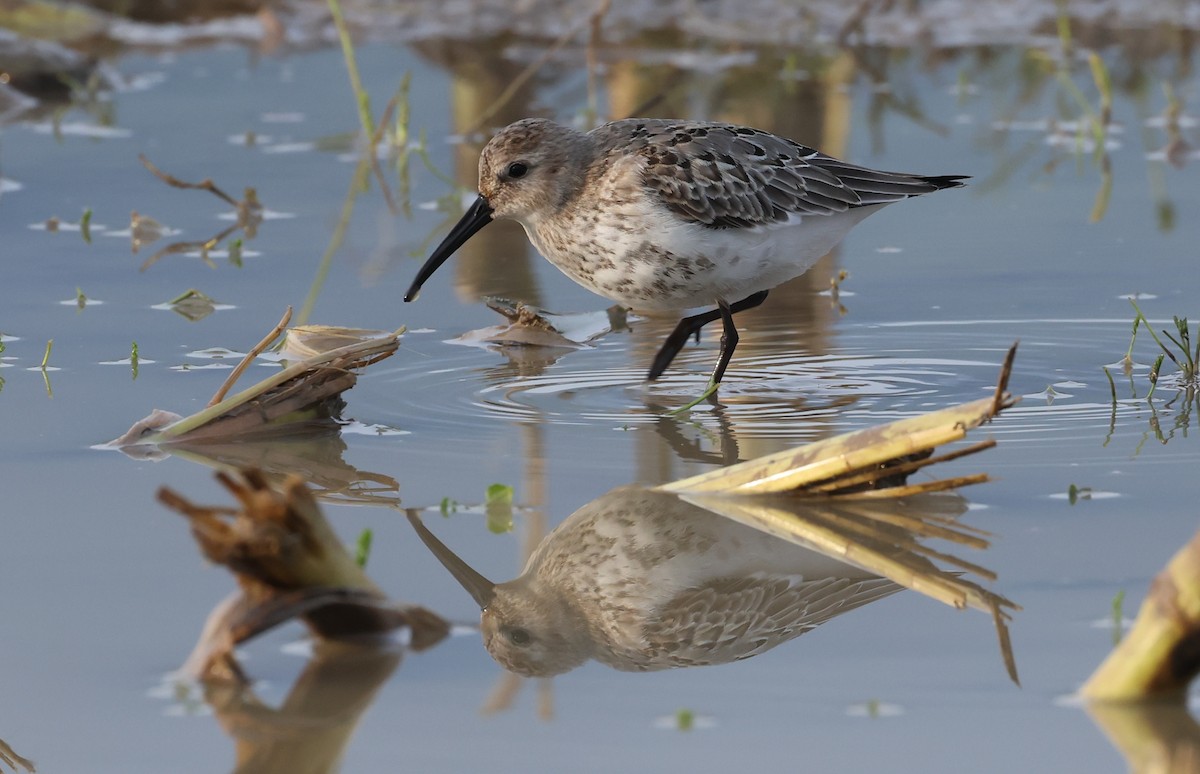Dunlin - ML642763992