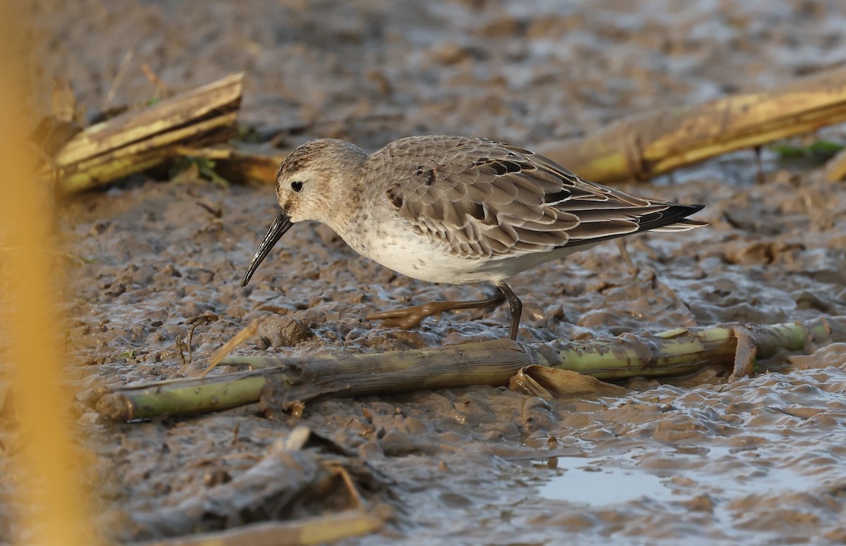 Dunlin - ML642763993