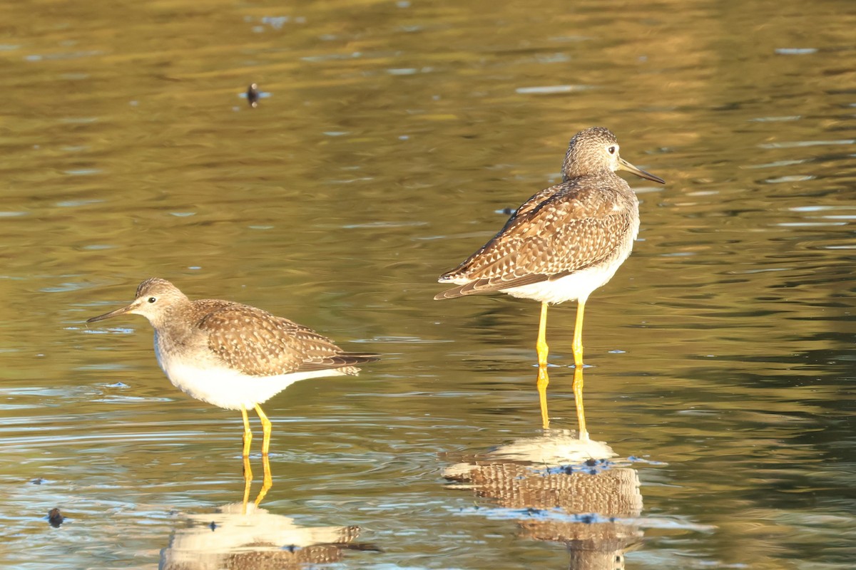 Lesser Yellowlegs - ML642764001