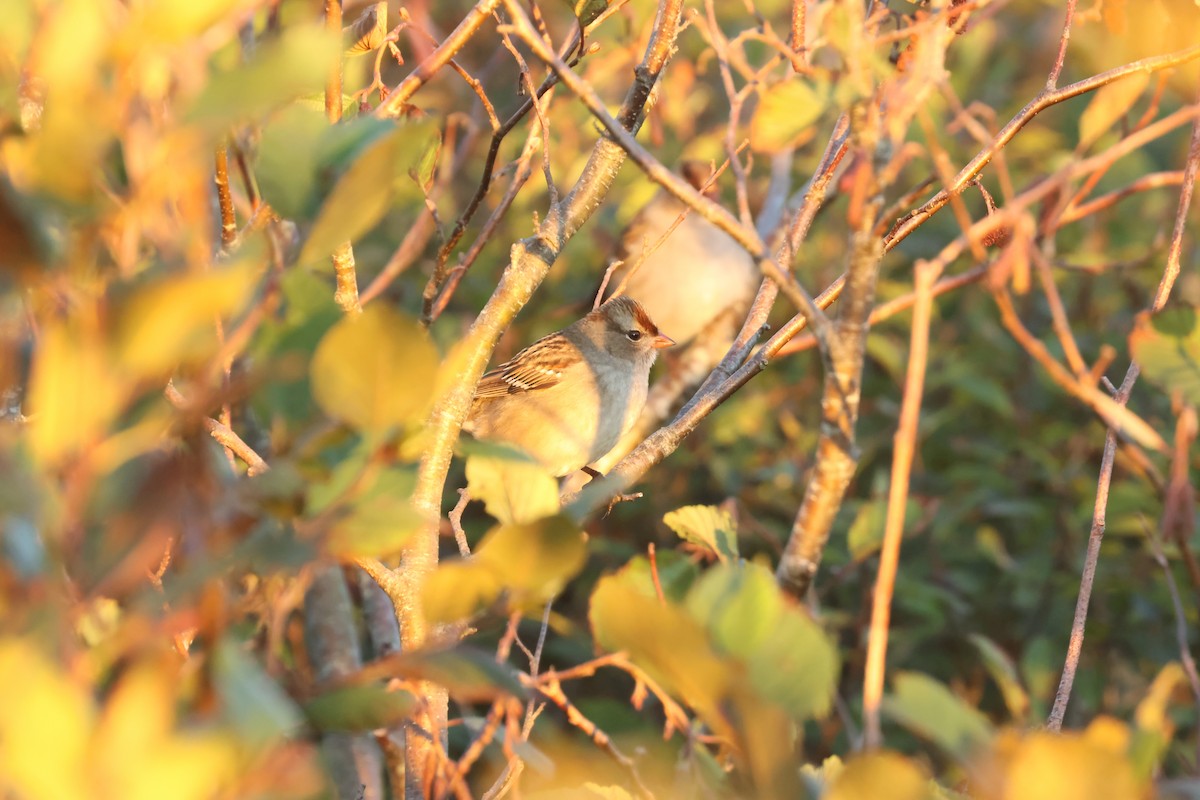 White-crowned Sparrow - ML642764016