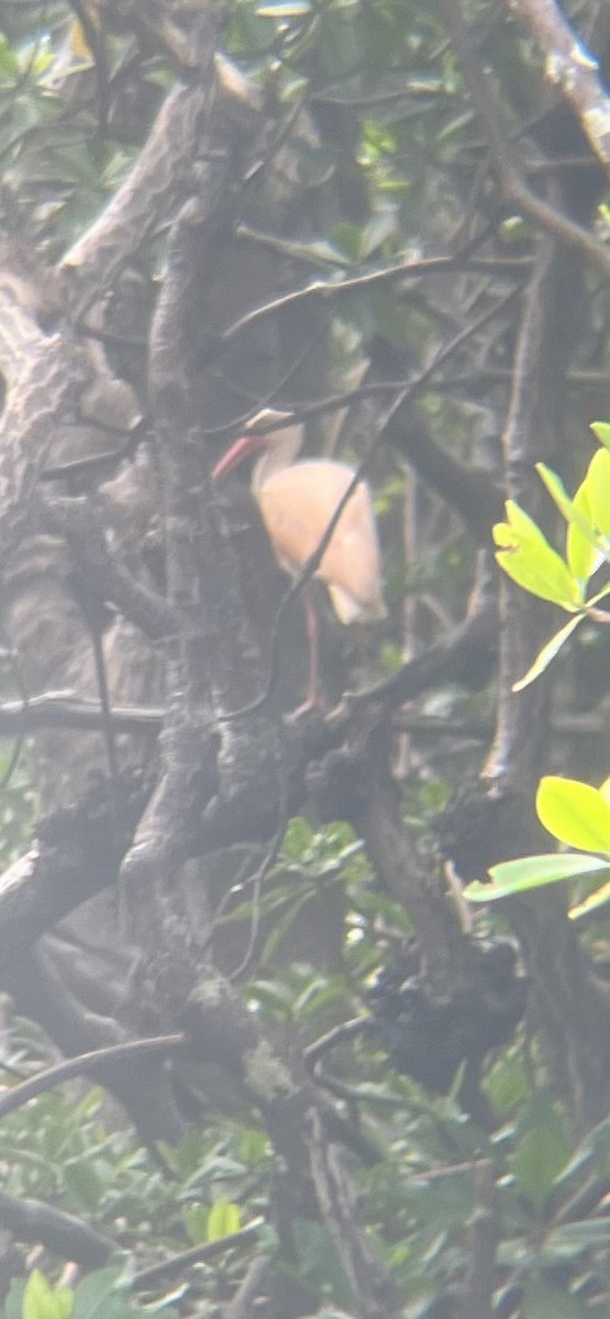 White x Scarlet Ibis (hybrid) - ML642764018