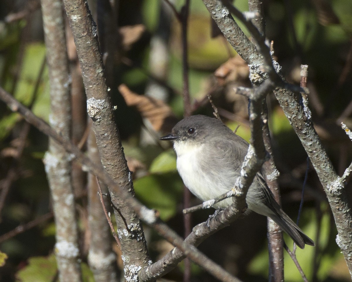 Eastern Phoebe - ML642764044
