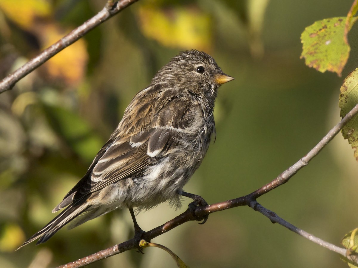 Pine Siskin - ML642764047