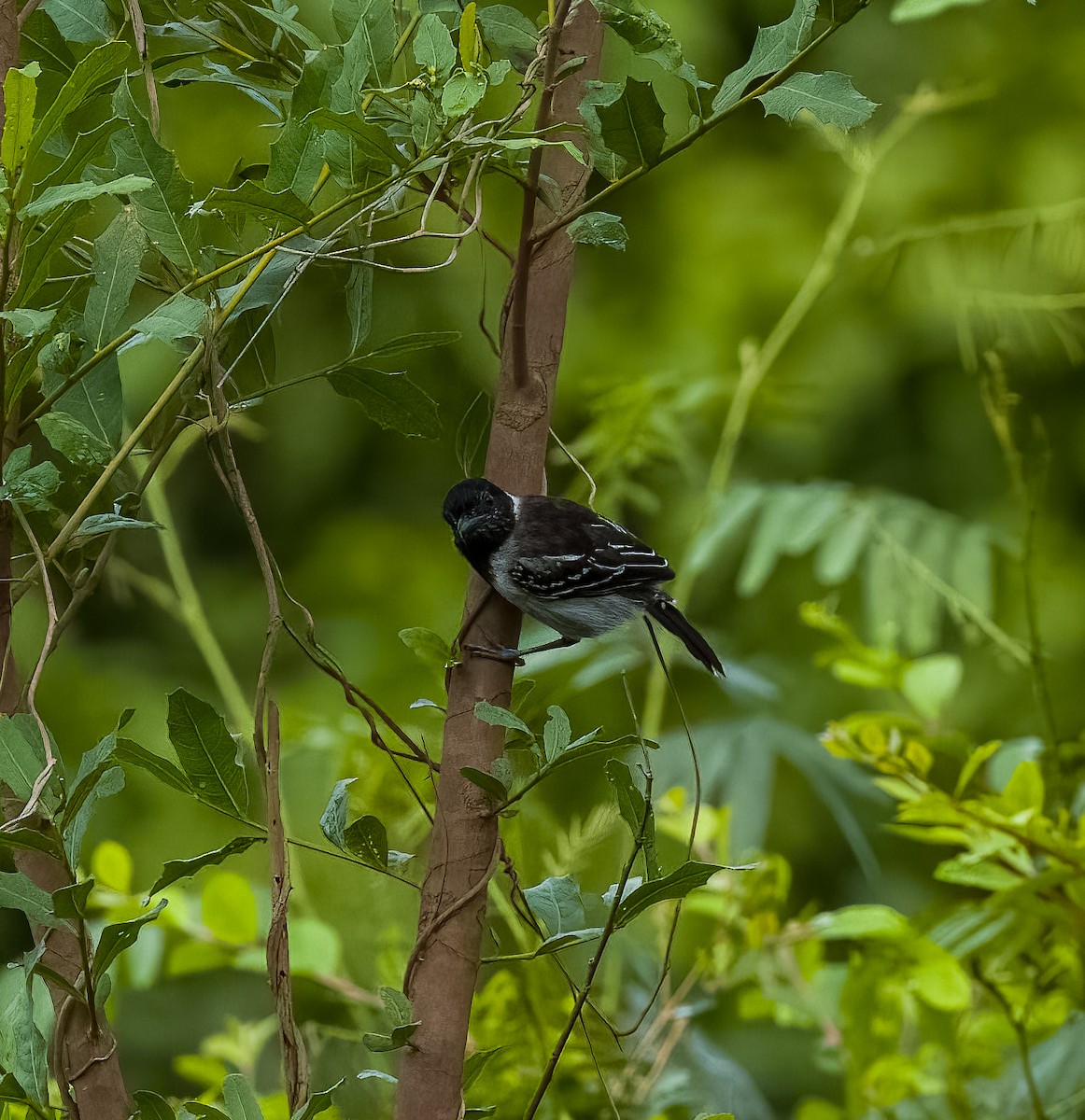 Black-crested Antshrike - ML642764048