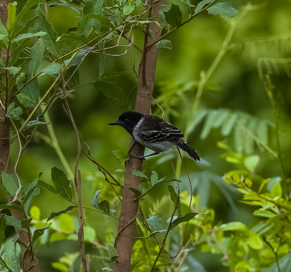 Black-crested Antshrike - ML642764049