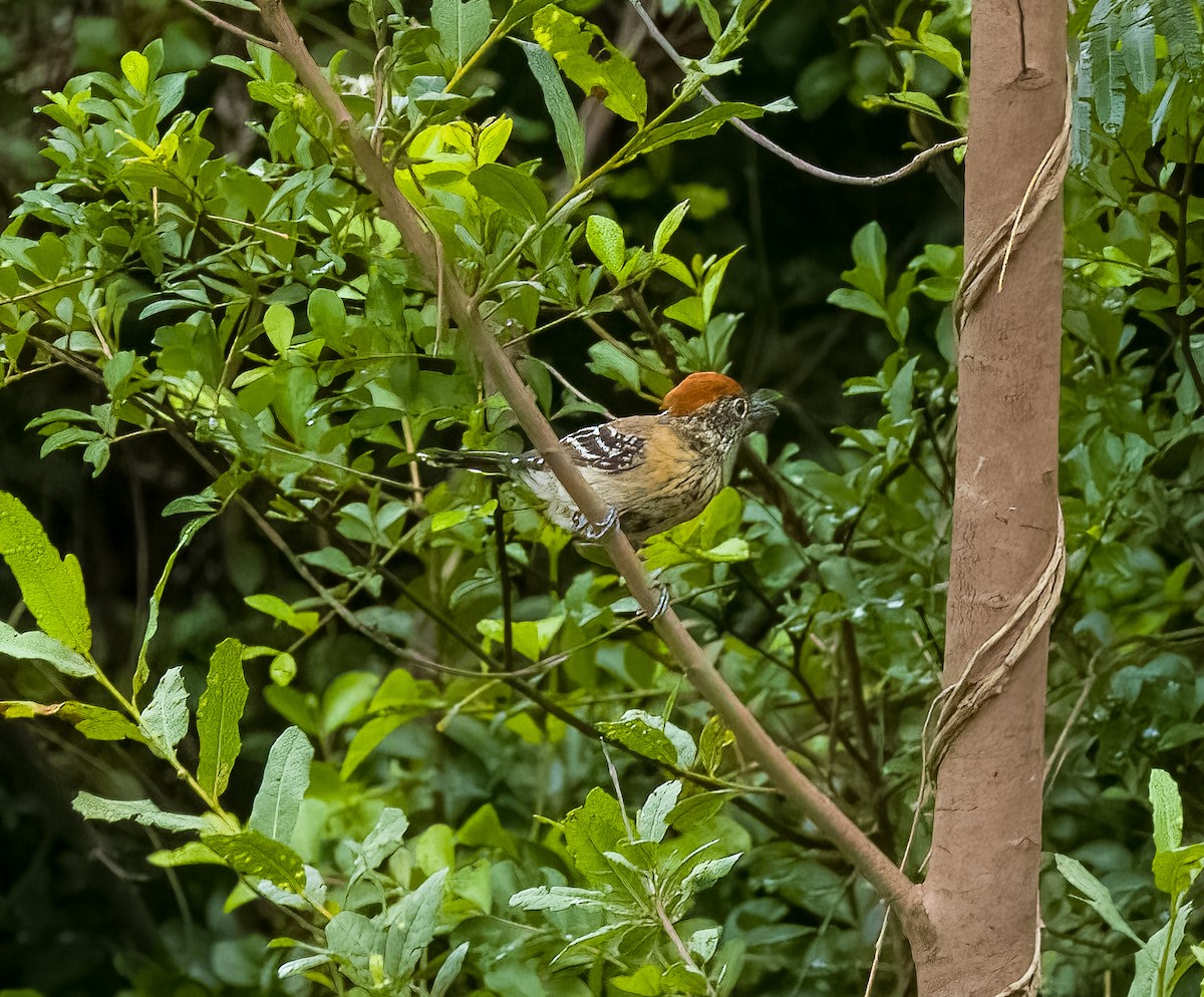 Black-crested Antshrike - ML642764050