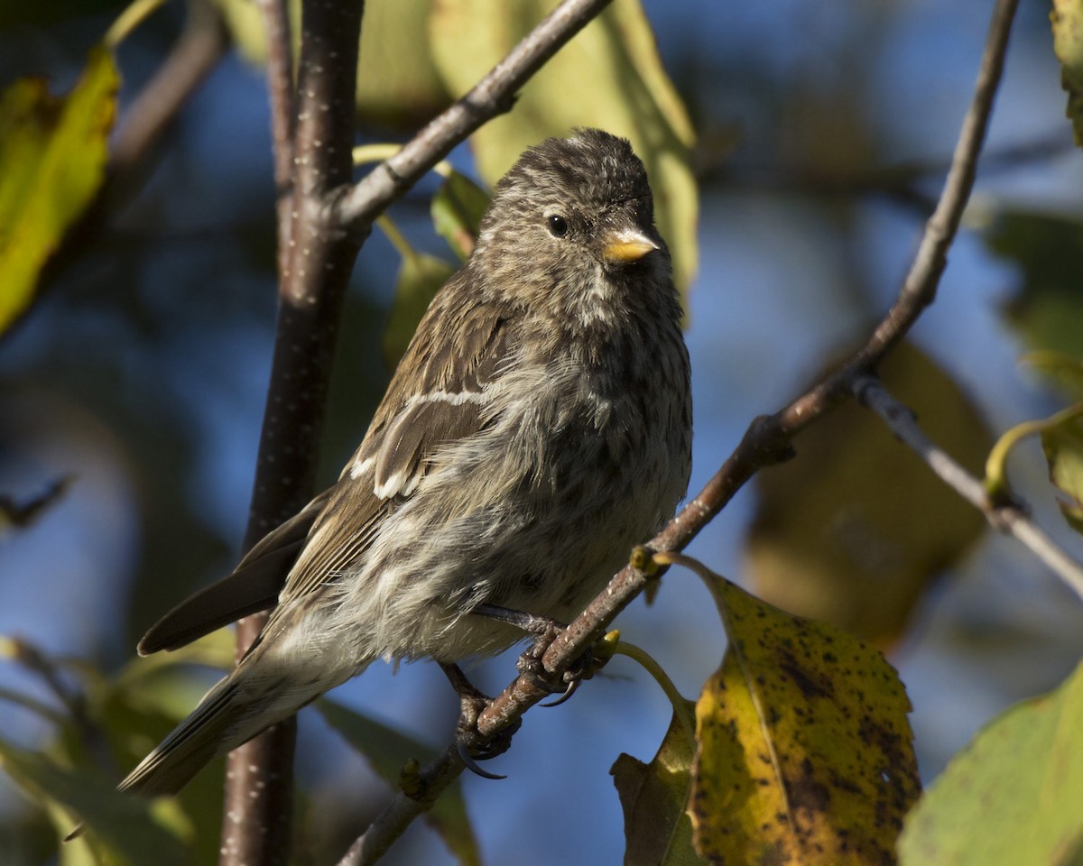 Pine Siskin - ML642764054