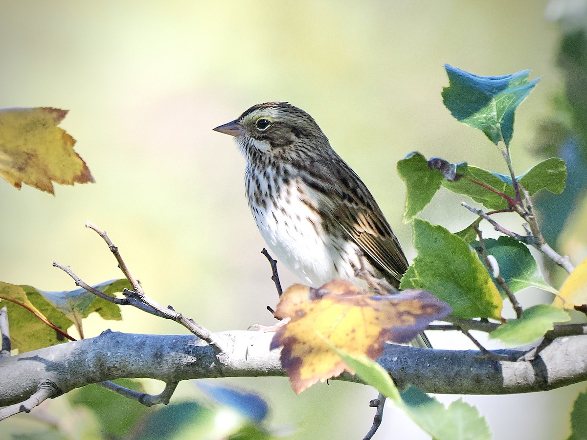 Savannah Sparrow - ML642764055