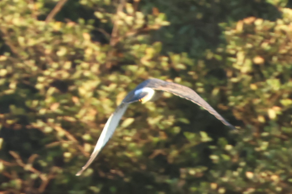Northern Harrier - ML642764056