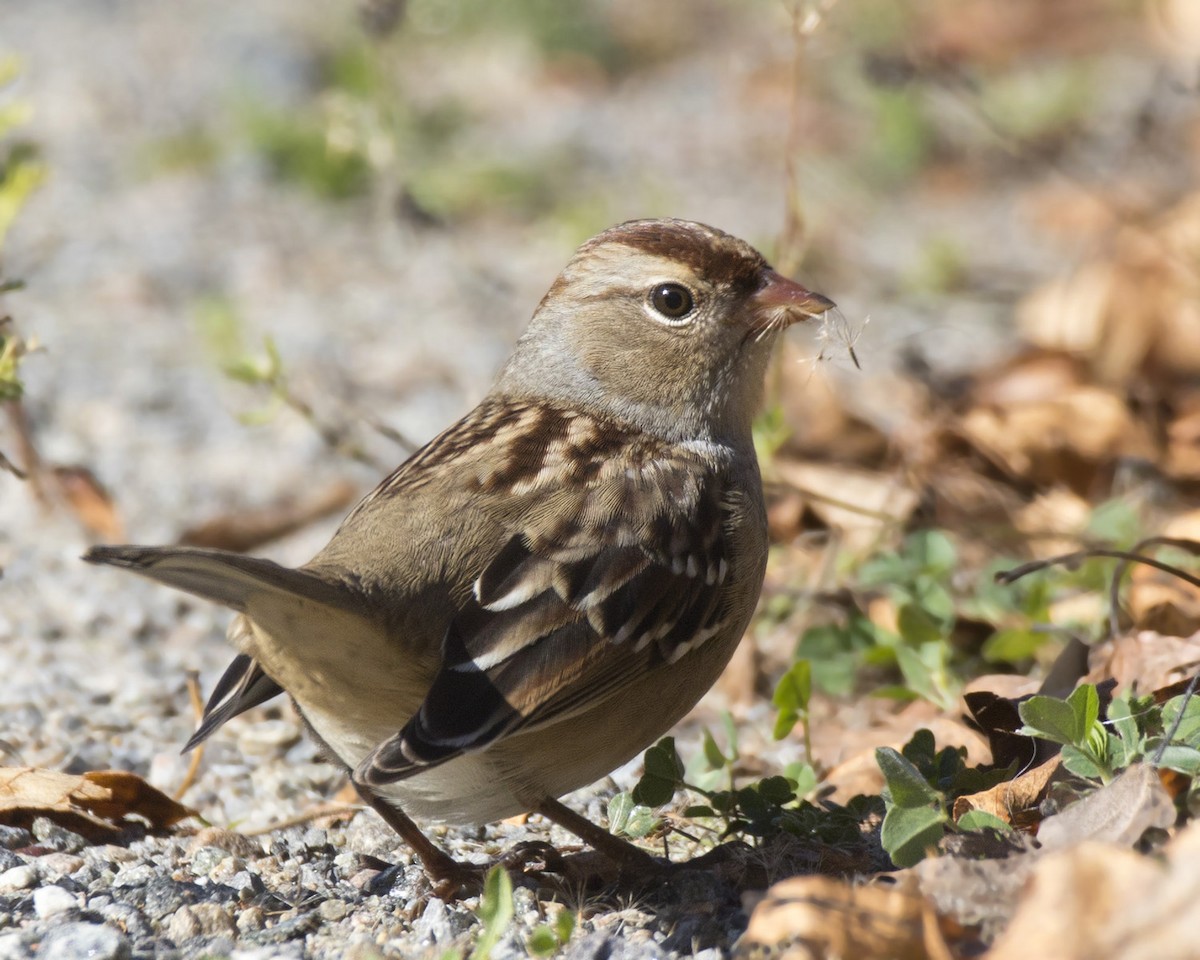 White-crowned Sparrow - ML642764059