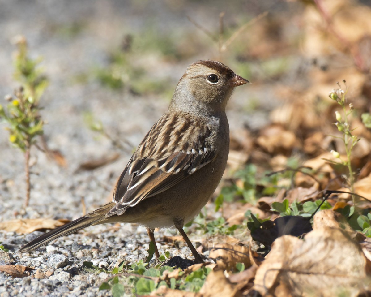 White-crowned Sparrow - ML642764060
