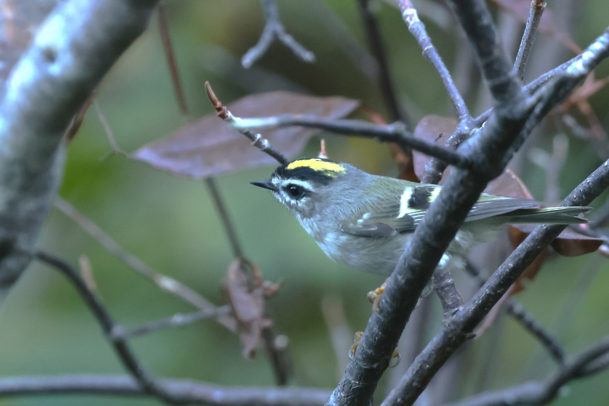 Golden-crowned Kinglet - ML642764065