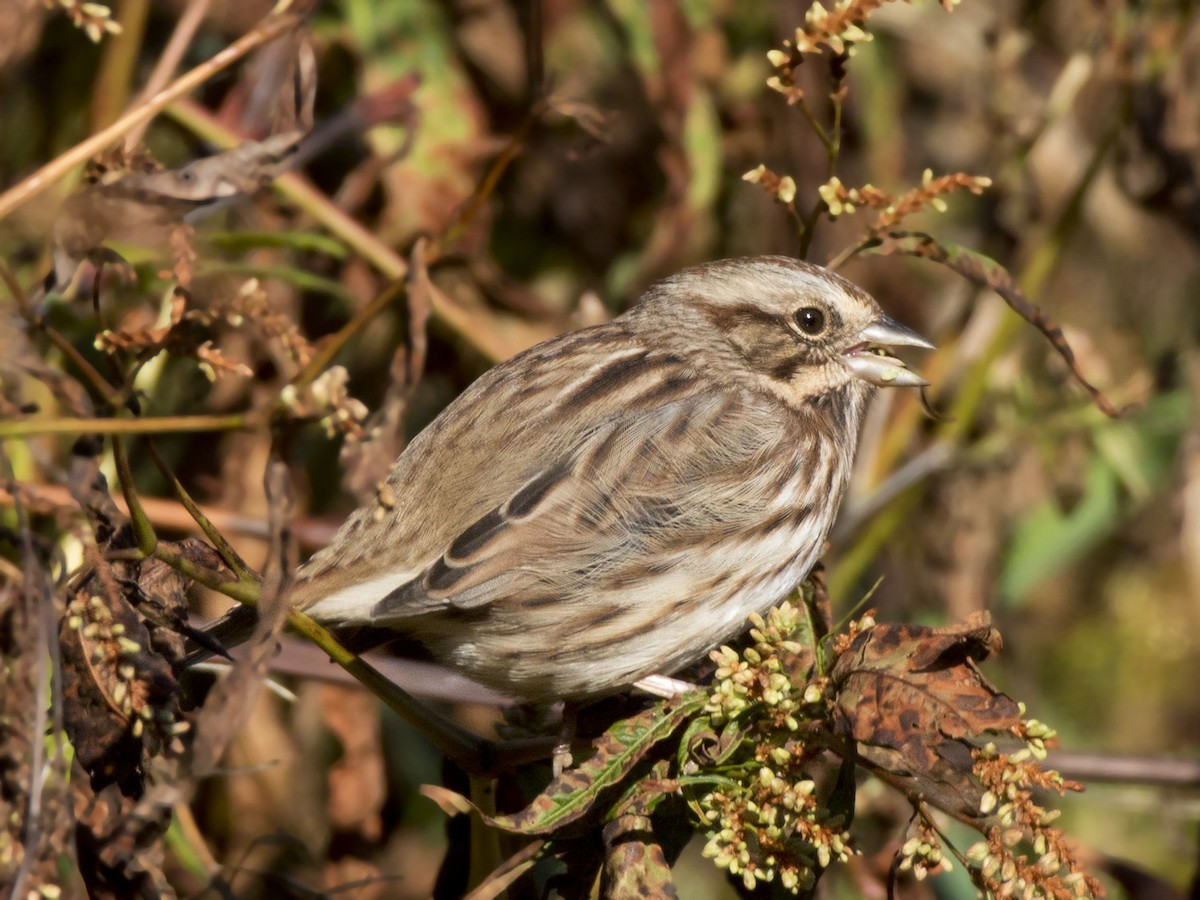 Song Sparrow - ML642764066