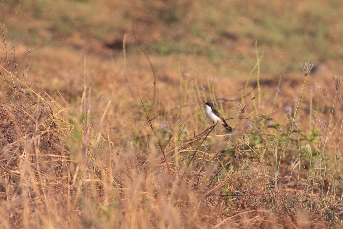 Paperbark Flycatcher - ML642764080