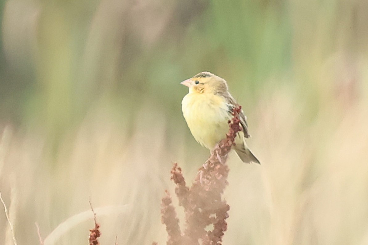 Bobolink - ML642764102