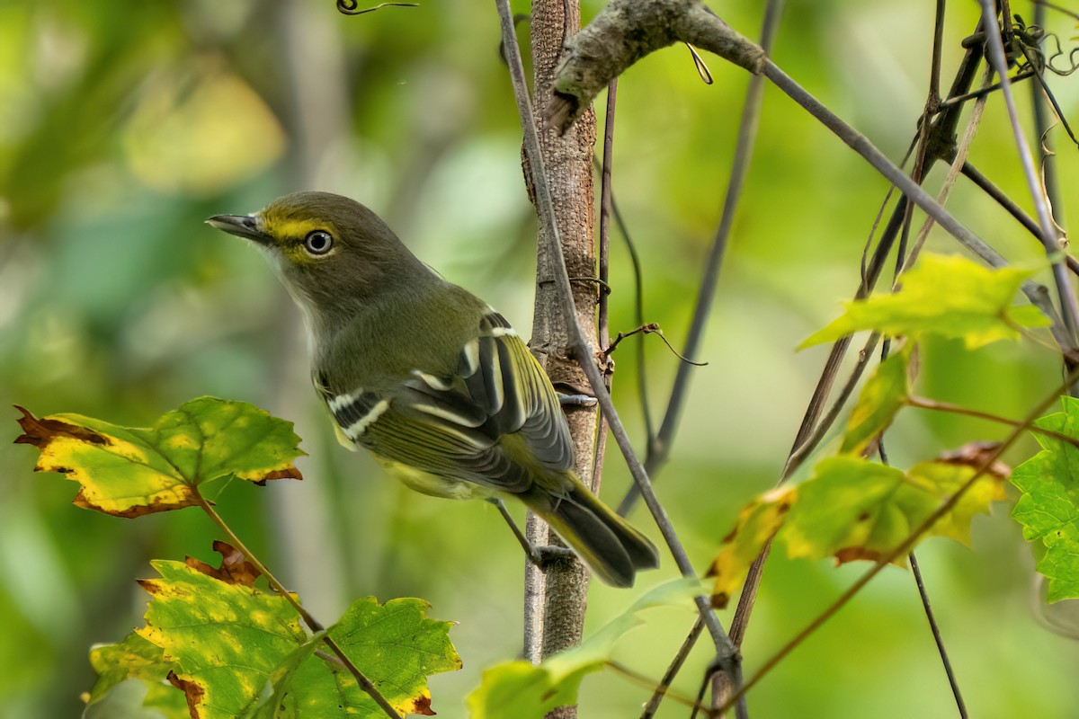 White-eyed Vireo - ML642764114