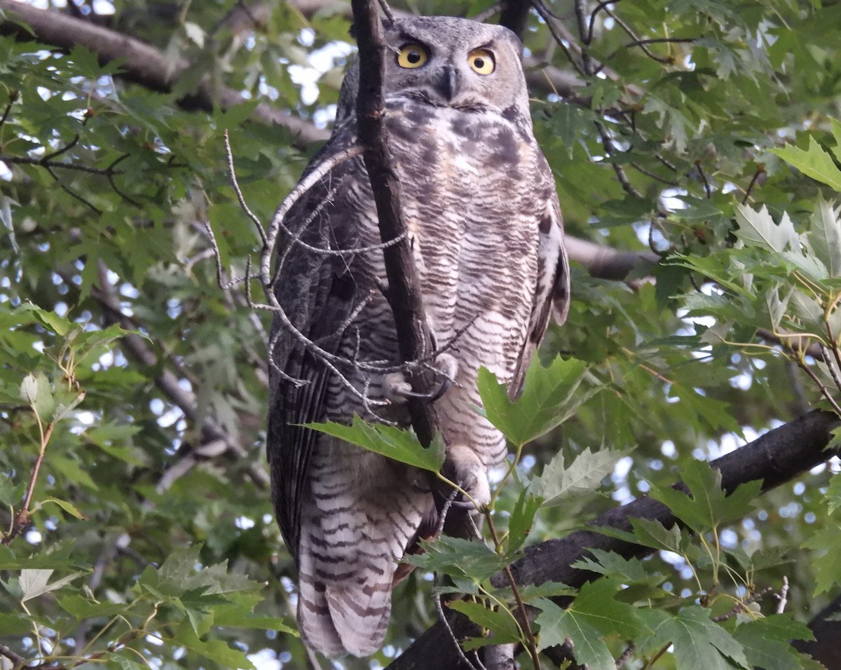 Great Horned Owl - ML642764117