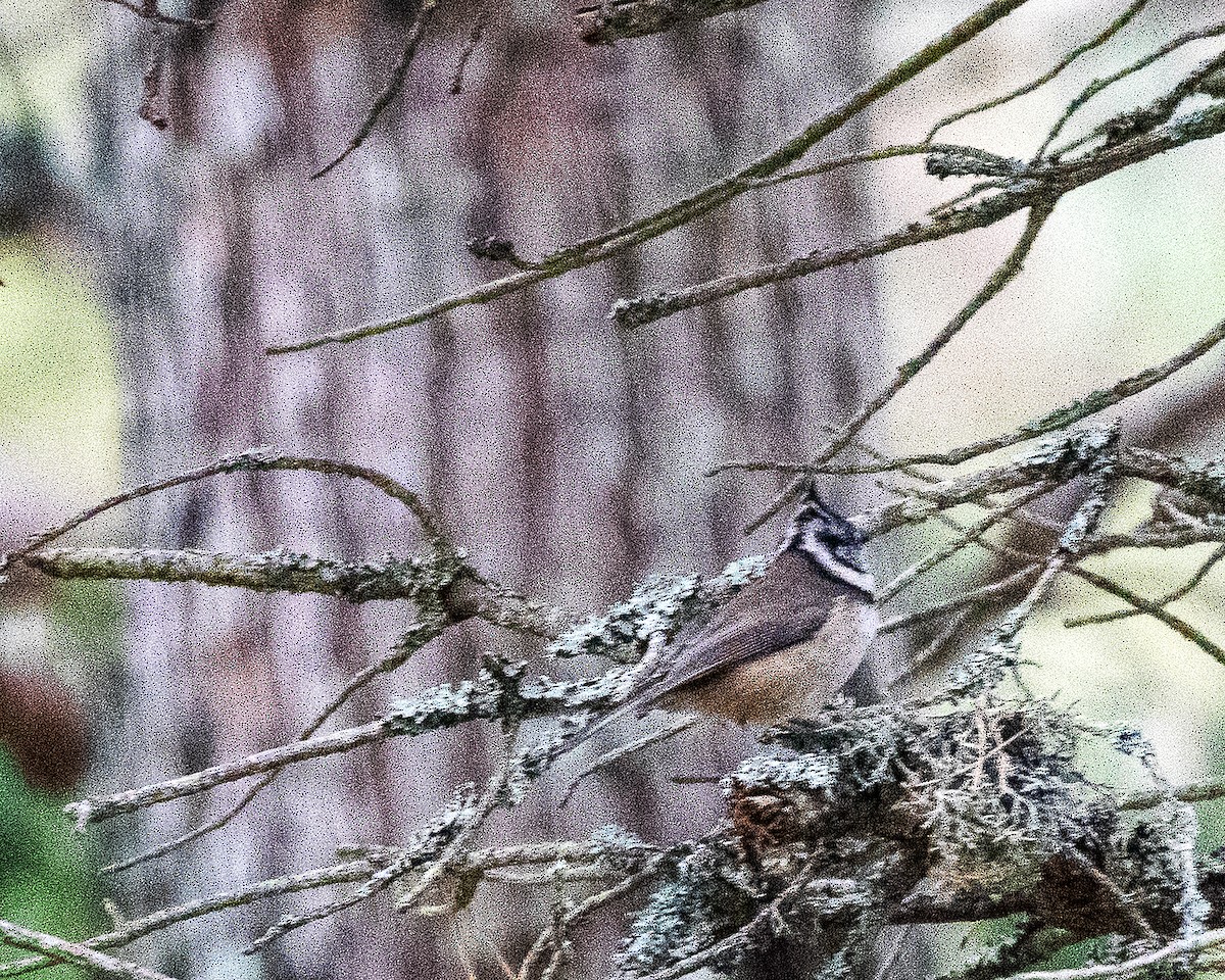 Crested Tit - ML642764118