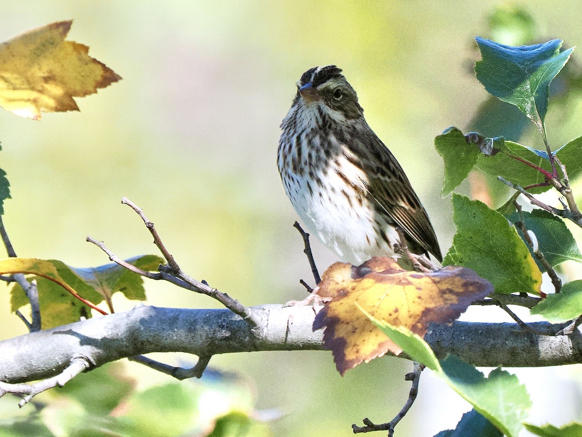 Savannah Sparrow - ML642764119