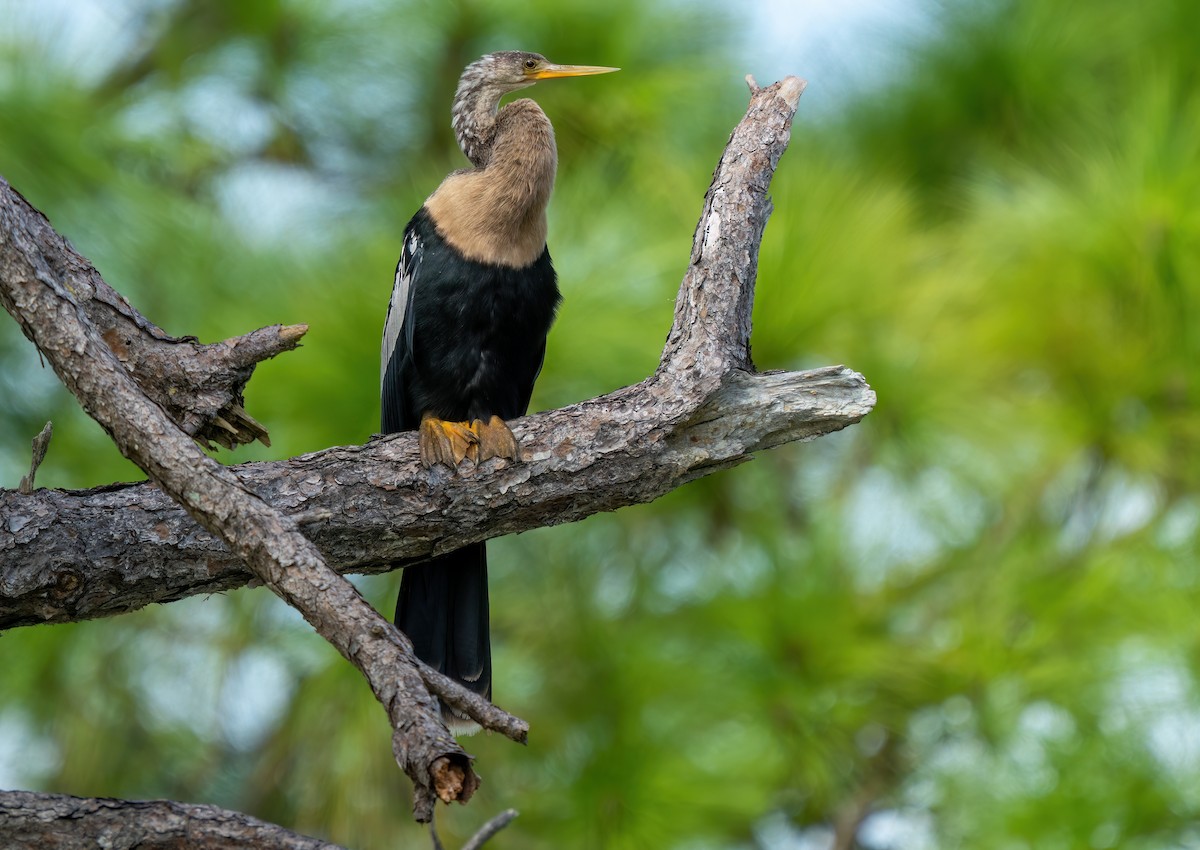 Anhinga - ML642764121