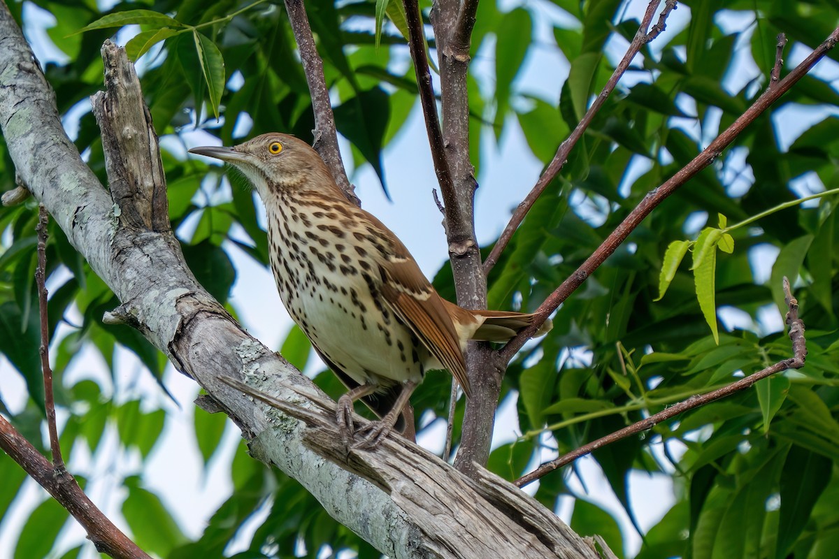 Brown Thrasher - ML642764125