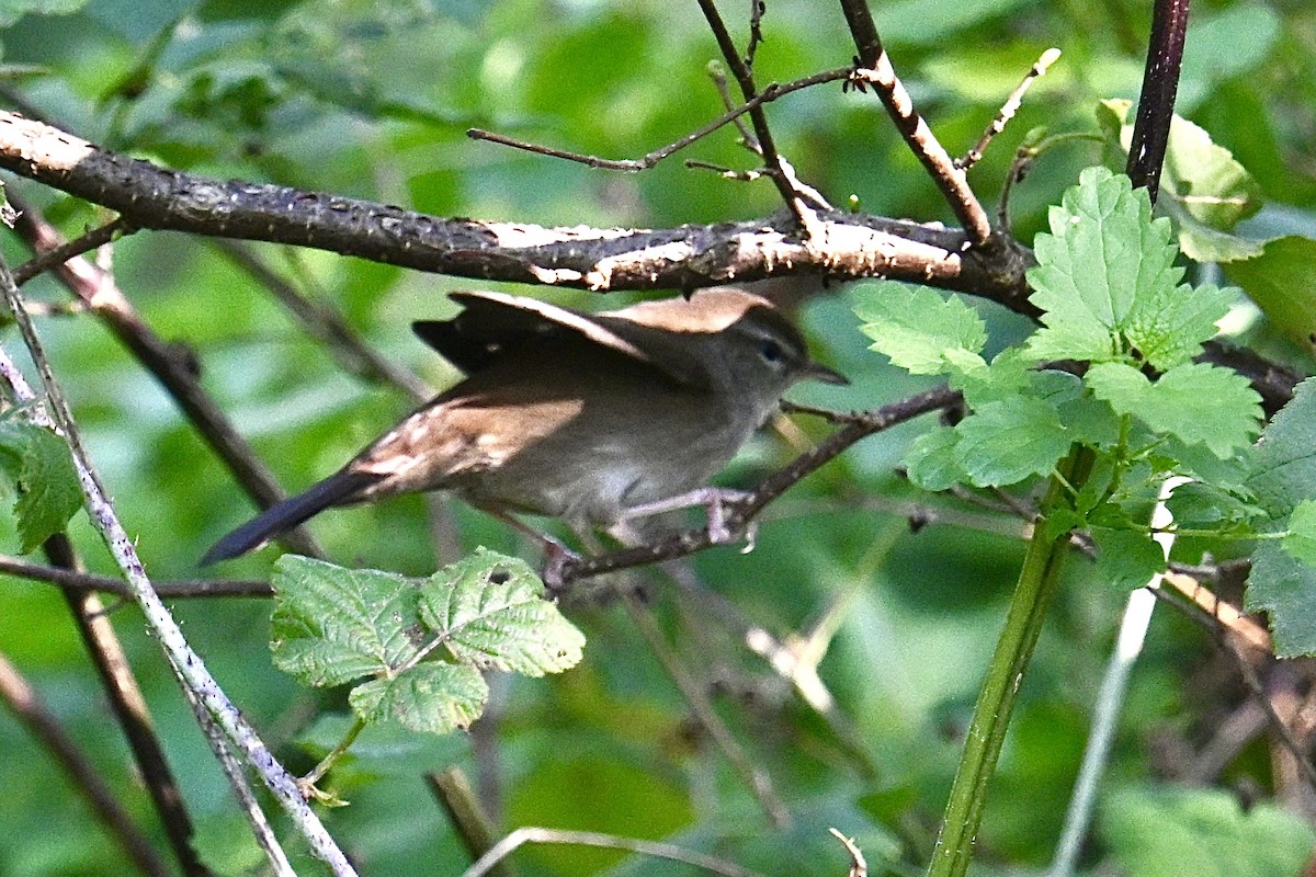 Cetti's Warbler - ML642764137