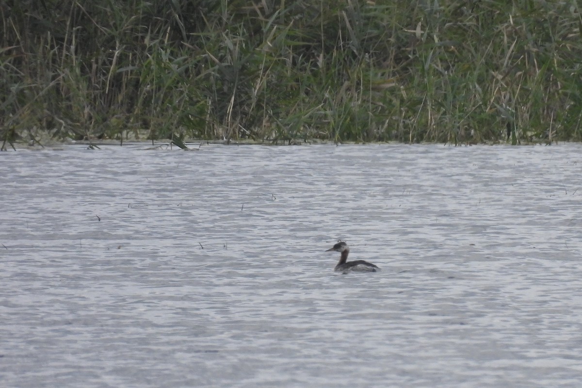 Red-necked Grebe - ML642764141