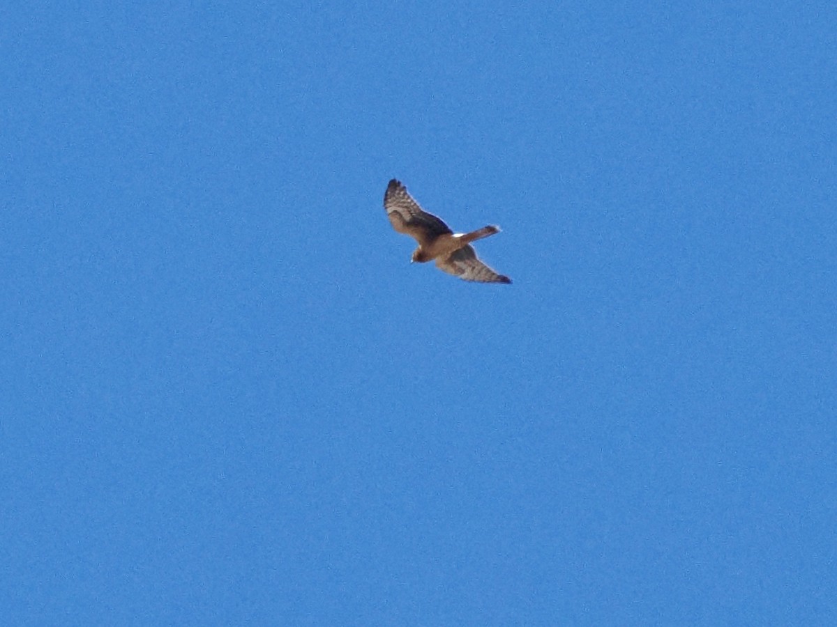 Northern Harrier - ML642764161