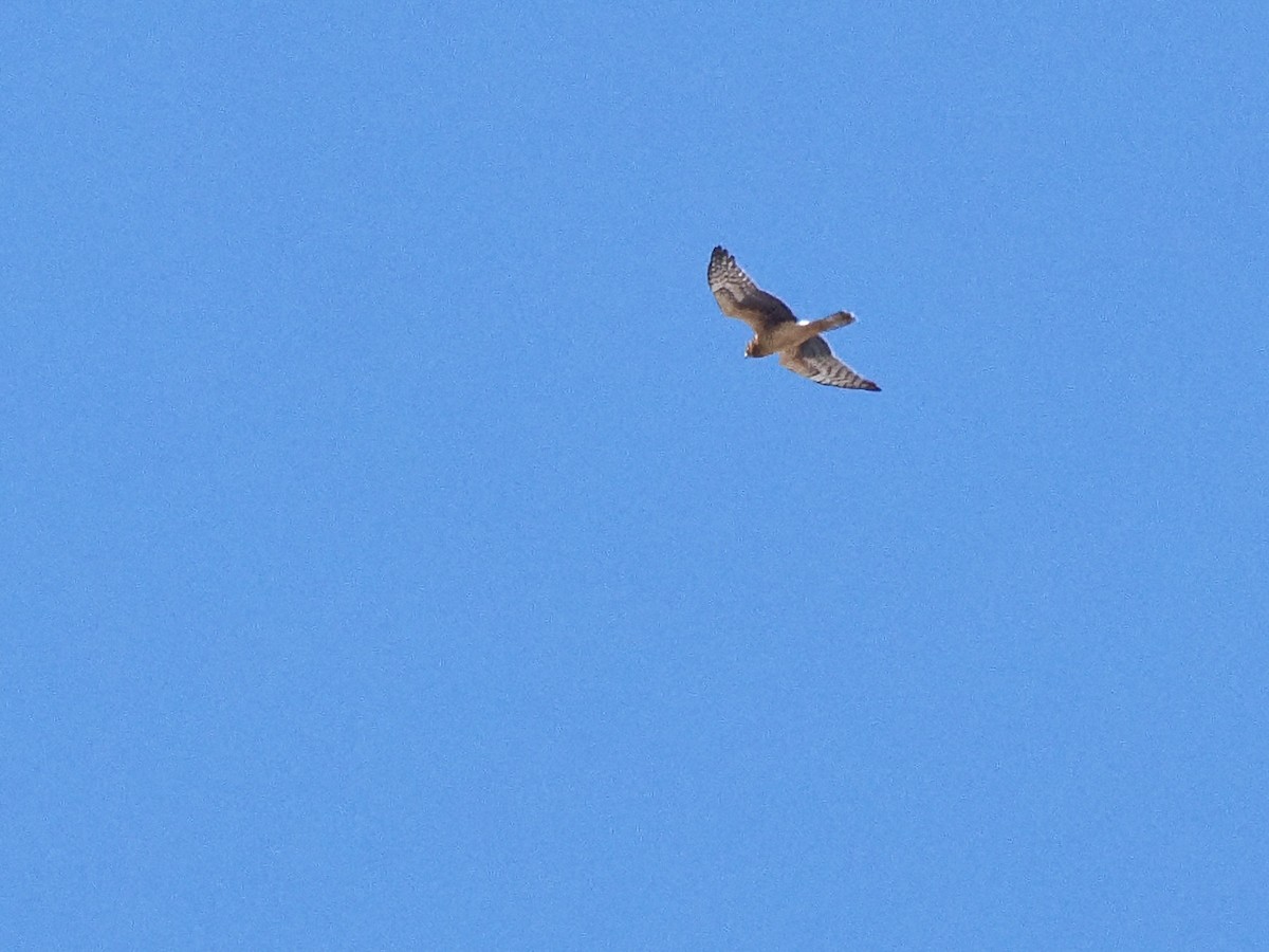 Northern Harrier - ML642764202