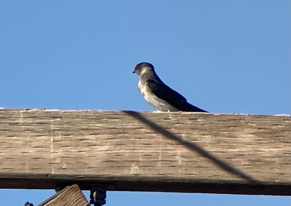 Purple Martin - ML642764219