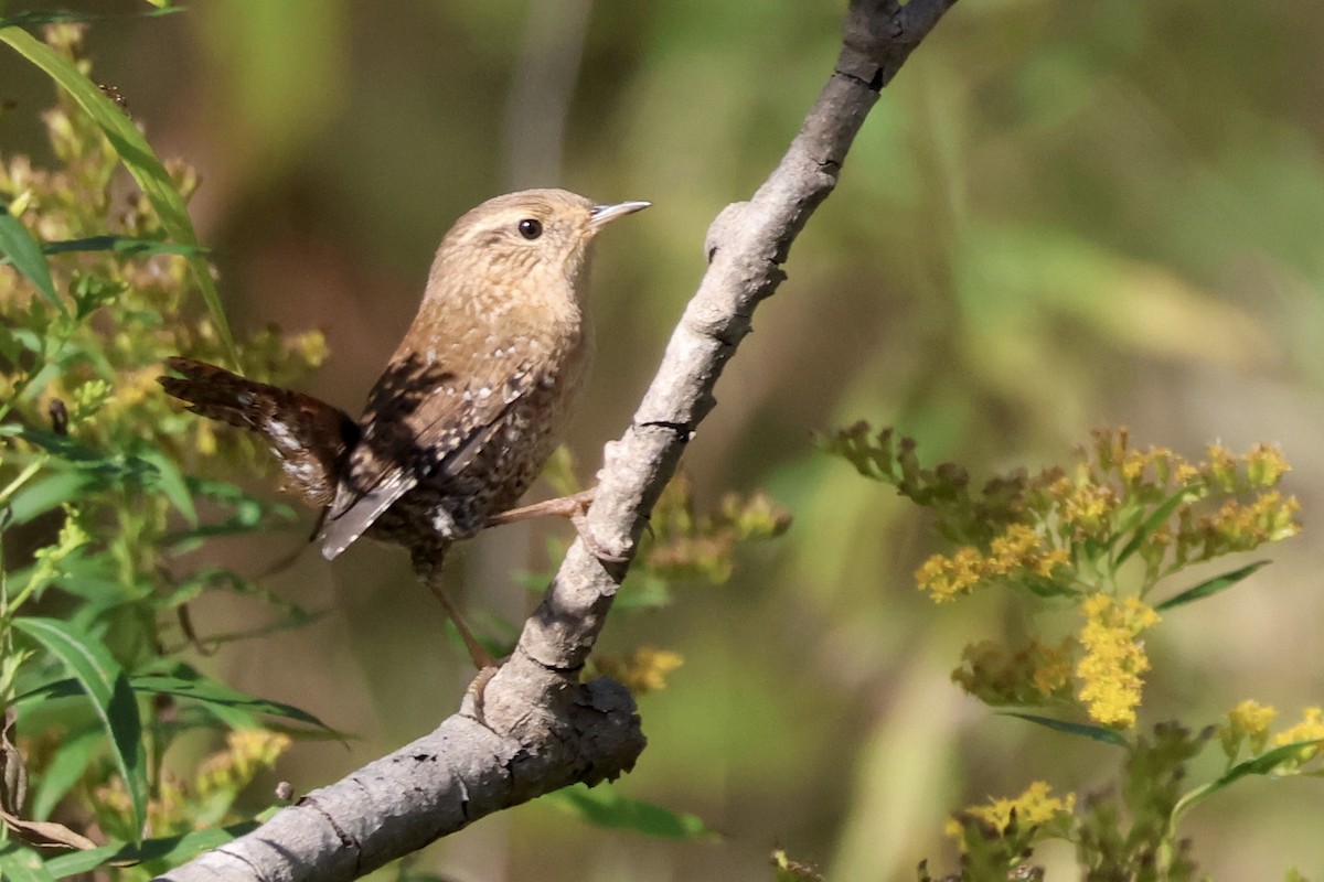 Winter Wren - ML642764226