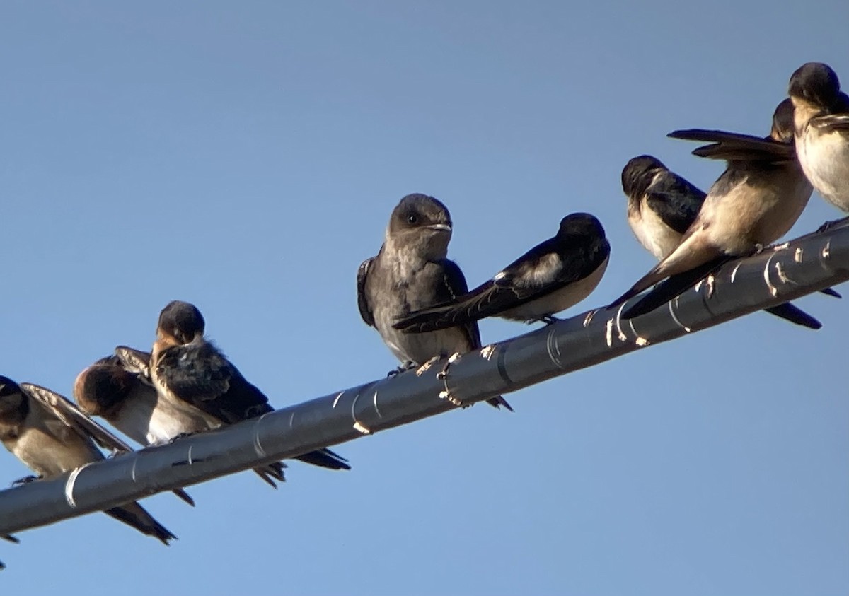 Purple Martin - ML642764229