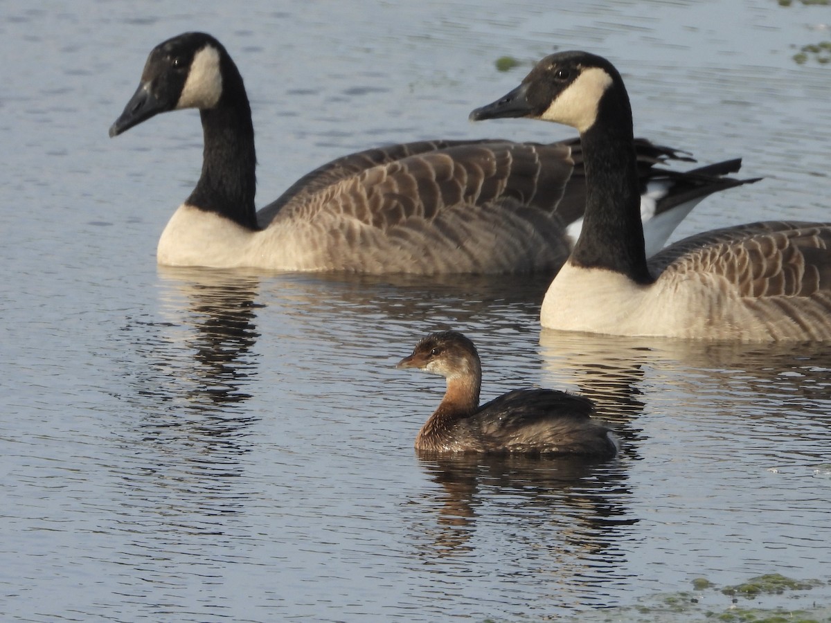 Pied-billed Grebe - ML642764242