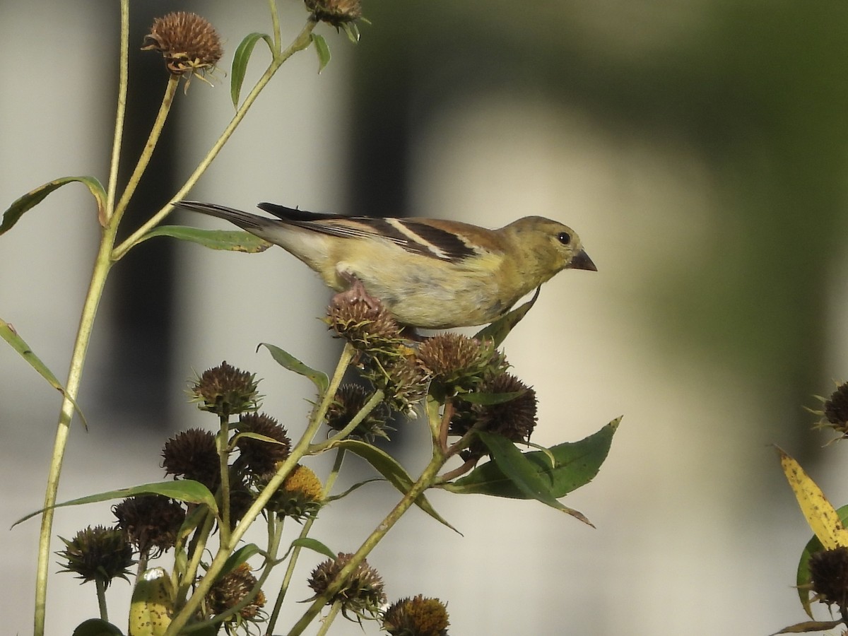 American Goldfinch - ML642764248